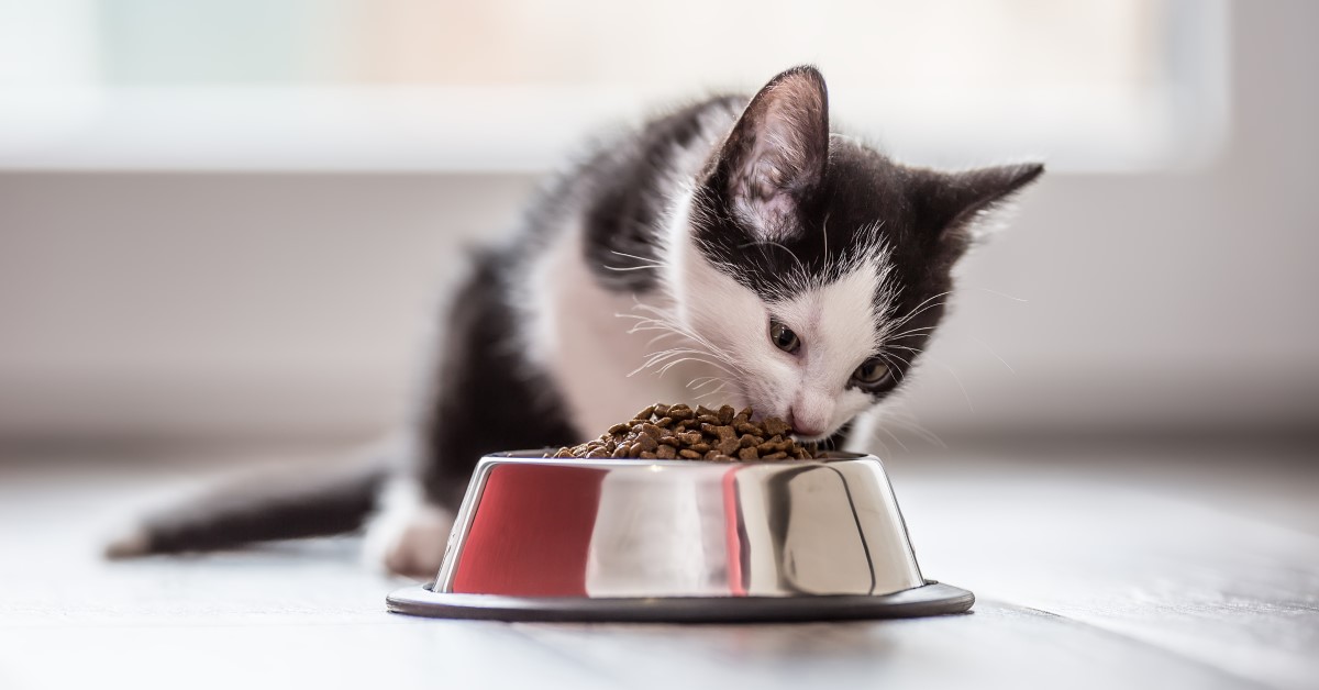 The Basics of Cat Diet and Nutrition